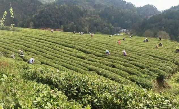 关于紫云：打造“地标”品牌 发展壮大茶产业的信息