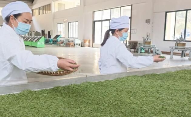 关于紫云：打造“地标”品牌 发展壮大茶产业的信息(2)