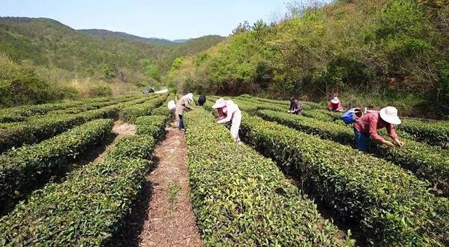 关于绿色“茶叶”变致富“金叶子”的相关内容(1)