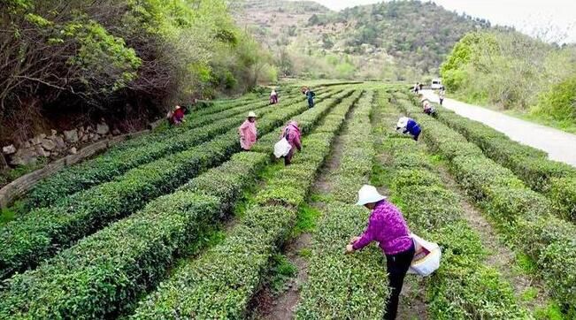 关于绿色“茶叶”变致富“金叶子”的相关内容(3)