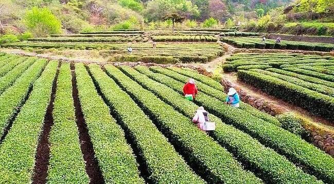 关于绿色“茶叶”变致富“金叶子”的相关内容