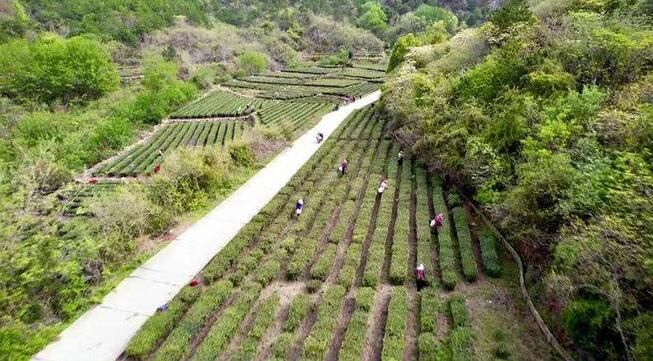 关于绿色“茶叶”变致富“金叶子”的相关内容(2)
