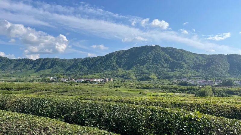 关于江西浮梁：茶旅融合新意多的资讯