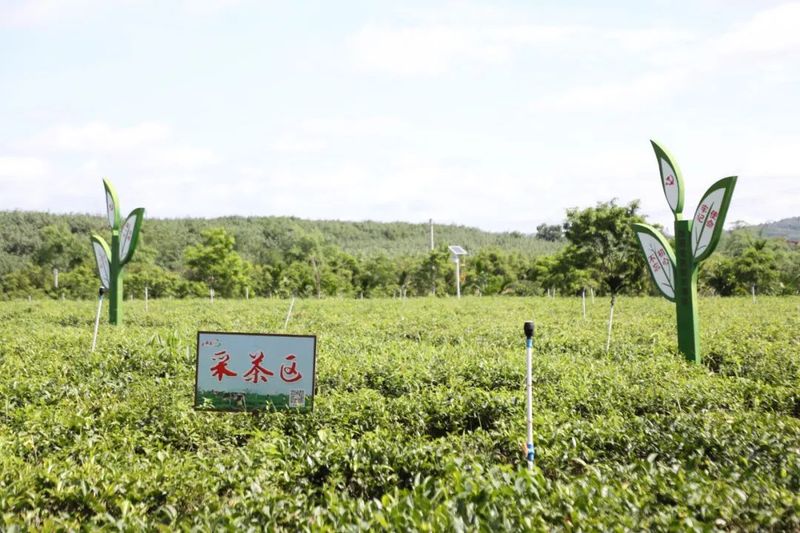 关于2023年海南省茶叶生产技术人员培训班在白沙开班的最新消息(3)