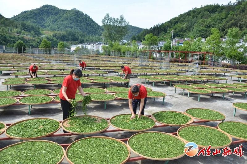 有关于竹山茶“红”出圈，搭乘跨国列车抵达…的新闻(3)