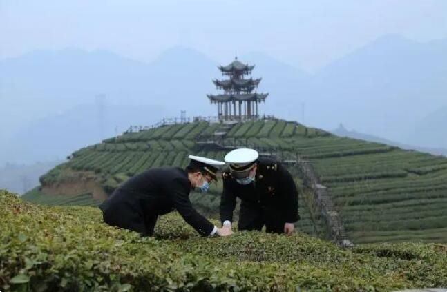 有关于3.7亿元！湖北茶叶一季度出口值跃居全国第三的新闻