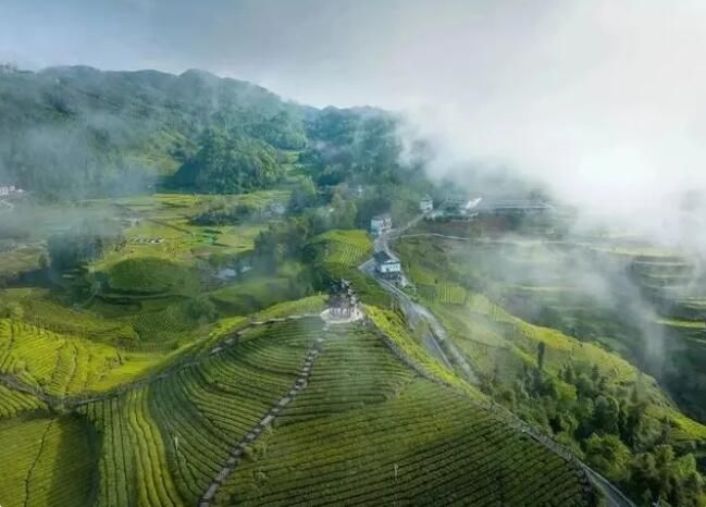 有关于3.7亿元！湖北茶叶一季度出口值跃居全国第三的新闻(2)