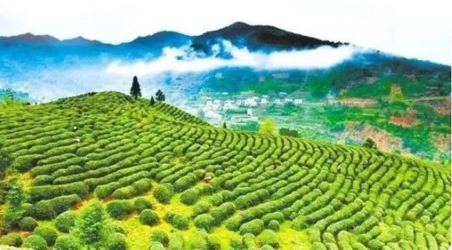 有关于3.7亿元！湖北茶叶一季度出口值跃居全国第三的新闻(1)