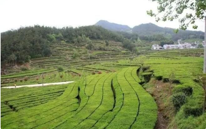 有关于3.7亿元！湖北茶叶一季度出口值跃居全国第三的新闻(3)