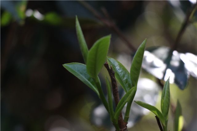 关于一周速读：西湖龙井茶产品标准、中国茶品牌TOP10、茶饮下一个爆发点的内容(2)