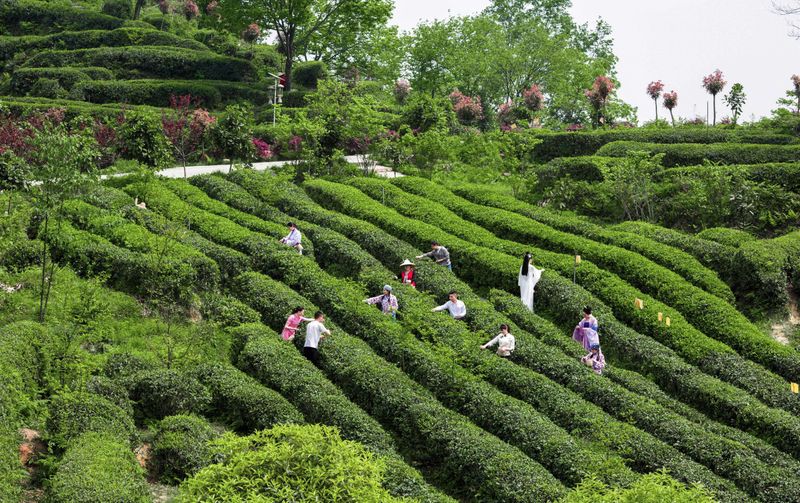 关于一周速读：西湖龙井茶产品标准、中国茶品牌TOP10、茶饮下一个爆发点的内容(5)