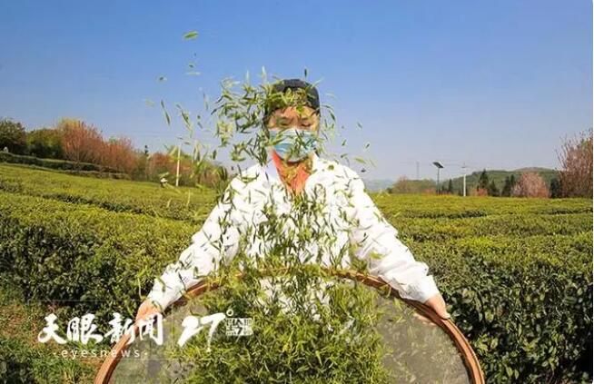 关于贵州好茶里的技艺的新闻