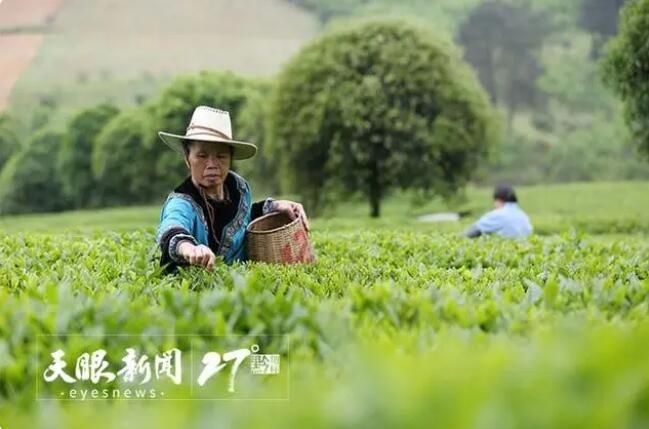 关于贵州好茶里的技艺的新闻(4)