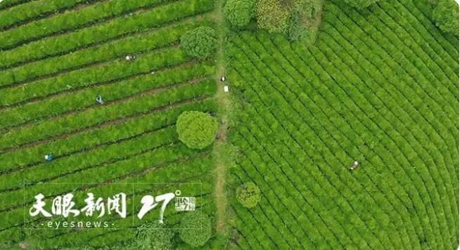 关于贵州好茶里的技艺的新闻(3)