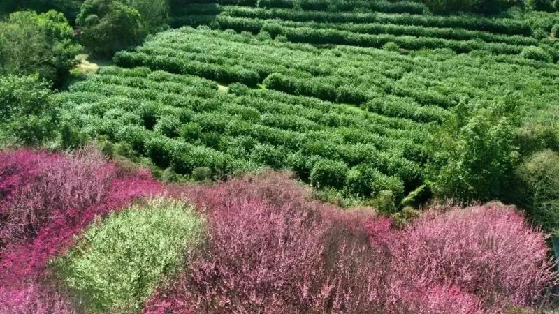 关于 洞庭山碧螺春入选“中国名茶品牌传播力指数”TOP5的消息(4)