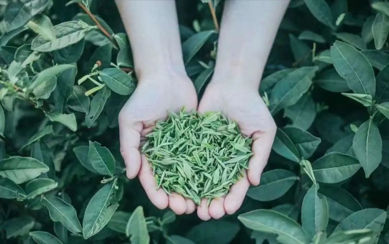 关于 洞庭山碧螺春入选“中国名茶品牌传播力指数”TOP5的消息(6)