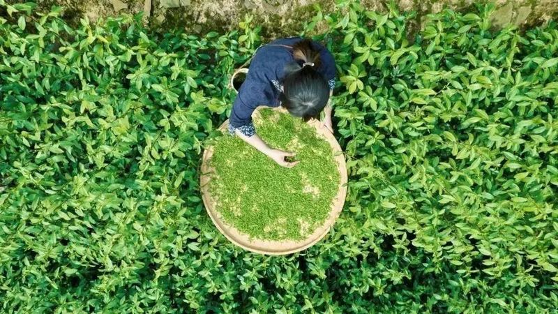 关于 洞庭山碧螺春入选“中国名茶品牌传播力指数”TOP5的消息(3)