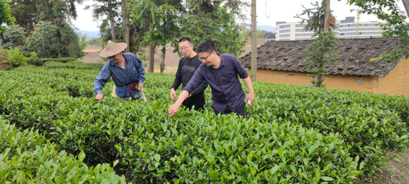 有关于政和多措并举为茶叶质量安全“保驾护航”的内容(1)