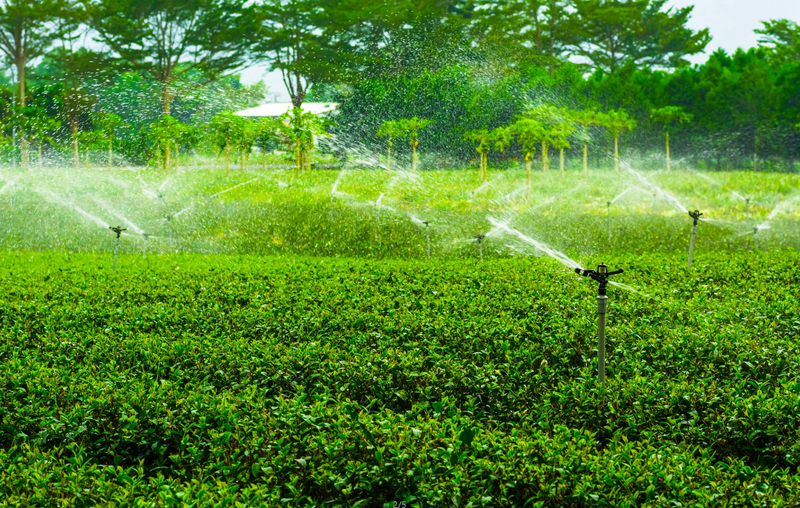 关于专家支招:现代茶园这样建设(上)的新闻