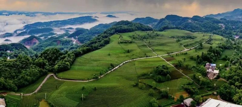 关于拓宽思路，探寻未来，看“世界茶旅之乡”续写茶旅融合新篇章的消息(15)
