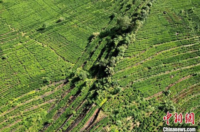 有关于西藏墨脱:山村茶叶香的信息(9)