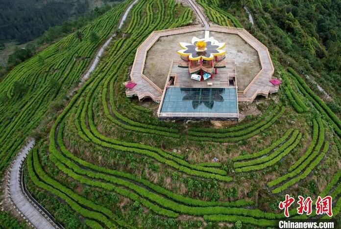 有关于西藏墨脱:山村茶叶香的信息(2)