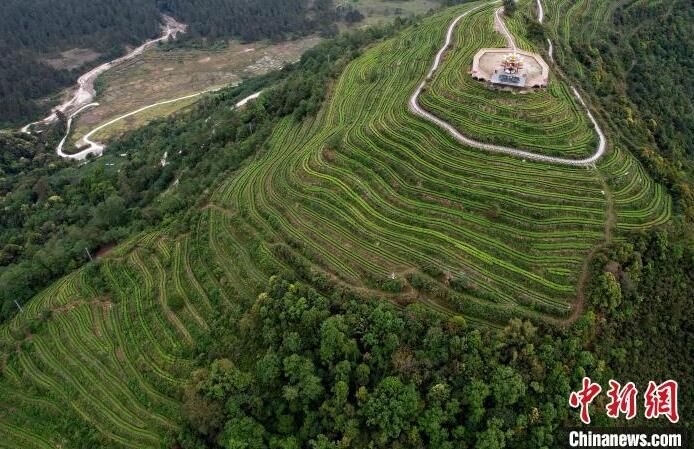 有关于西藏墨脱:山村茶叶香的信息