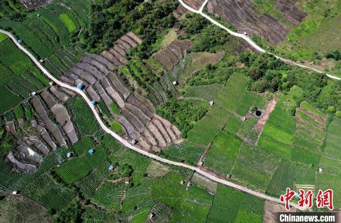 有关于西藏墨脱:山村茶叶香的信息(7)