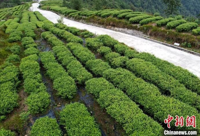 有关于西藏墨脱:山村茶叶香的信息(4)