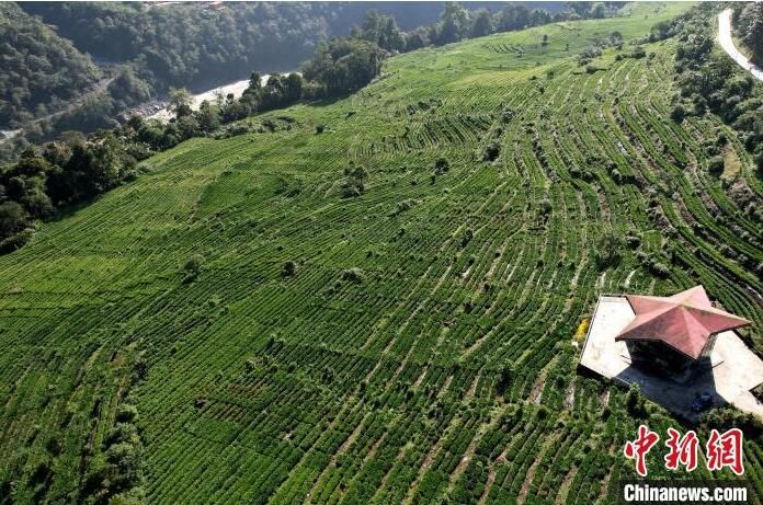 有关于西藏墨脱:山村茶叶香的信息(1)