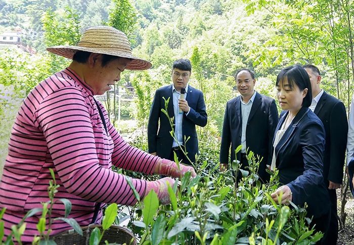 有关于第四届陕西网上茶博会镇安专场活动启动的消息(2)