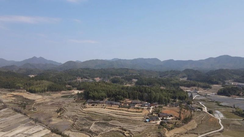 关于上梅乡:党建引领 共享茶厂 共制好茶的资讯