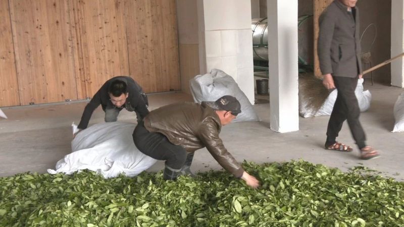 关于上梅乡:党建引领 共享茶厂 共制好茶的资讯(3)