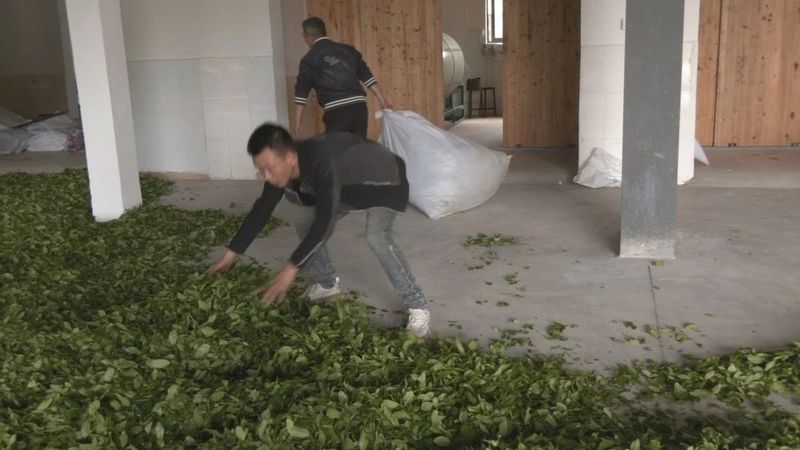 关于上梅乡:党建引领 共享茶厂 共制好茶的资讯(1)