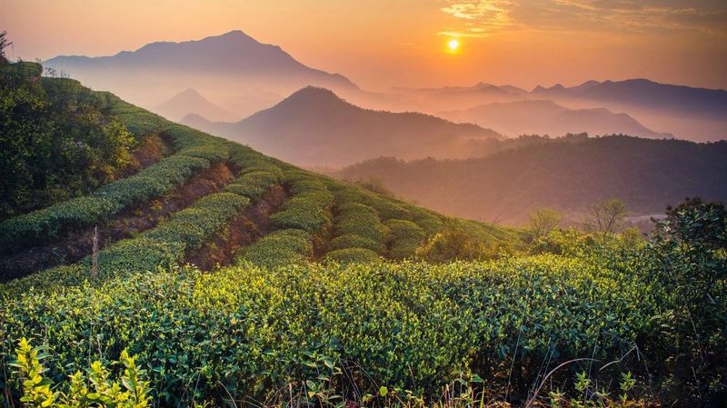 关于“绿叶”→“金叶”！的内容(2)