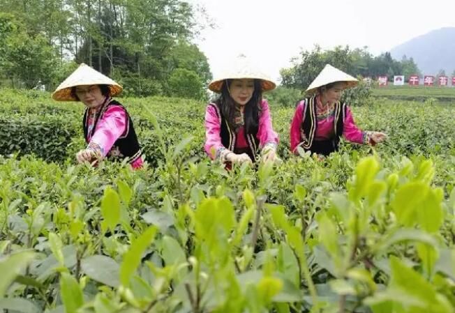 关于游仙区:初夏茶飘香、同心助农忙的资讯