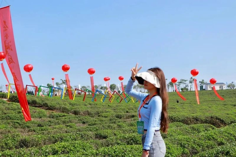 关于茶香洞庭 春满巴陵 2023岳阳“茶绿樱花红·洞庭春”茶文化节隆重举行的资讯(10)