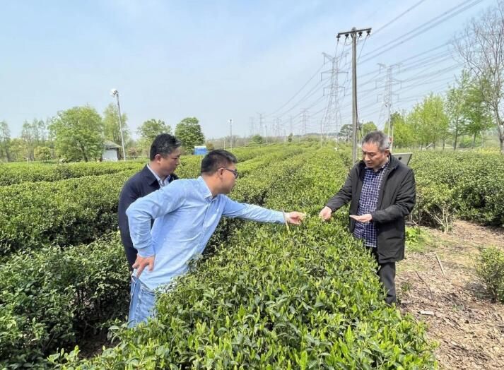 有关于南京审计：关注茶产业发展 助力乡村产业振兴的最新消息