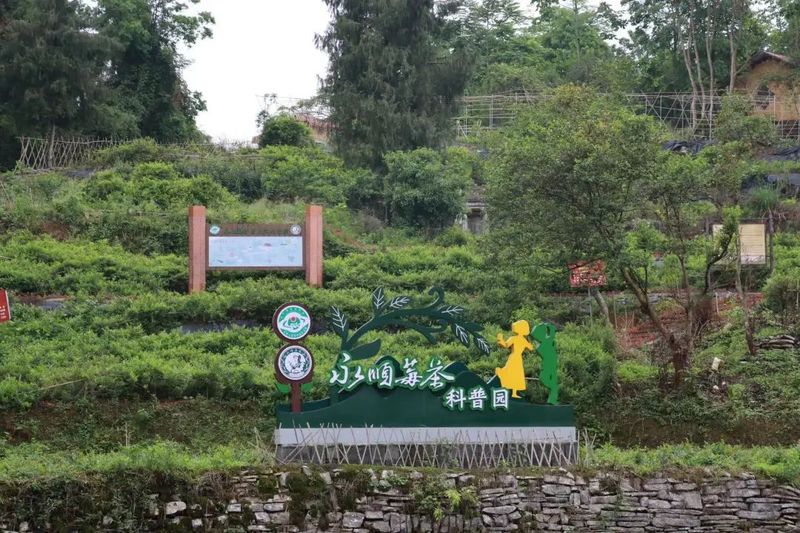 有关于永顺县人大常委会深入毛坝乡调研莓茶产业发展情况的消息