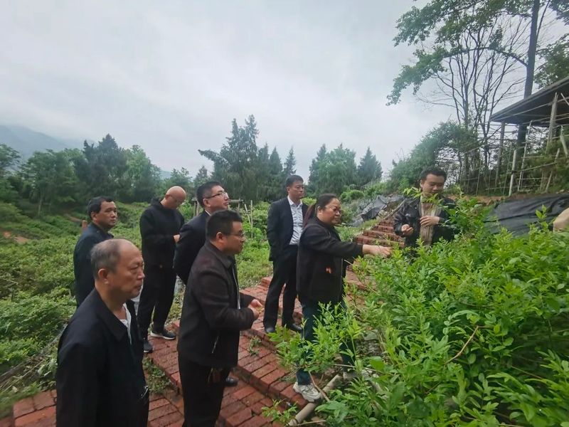 有关于永顺县人大常委会深入毛坝乡调研莓茶产业发展情况的消息(1)