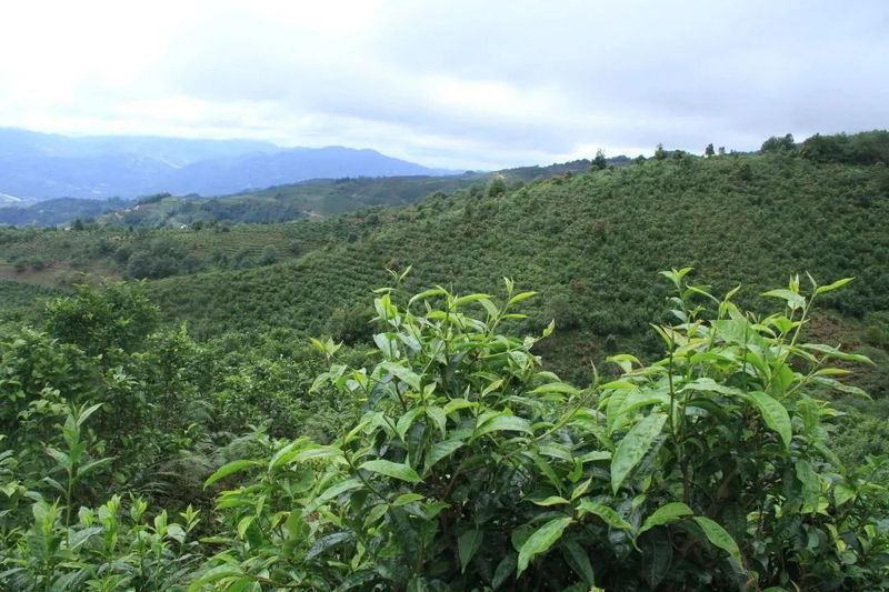 关于解密中国红茶高质量发展路径！2023红茶大会亮点剧透来了的相关信息(3)