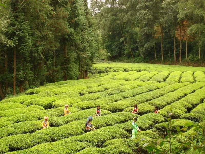 关于解密中国红茶高质量发展路径！2023红茶大会亮点剧透来了的相关信息(2)