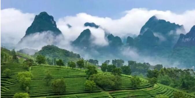 关于英德红茶位列广东茶叶品牌声誉榜首位的资讯(5)