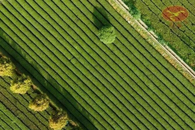 关于英德红茶位列广东茶叶品牌声誉榜首位的资讯