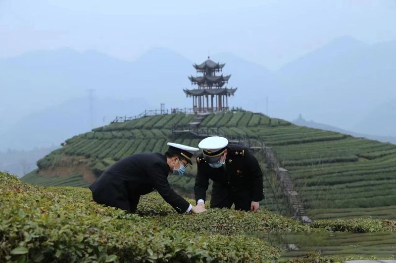 有关于湖北茶叶俏销海外 一季度出口额同比增长42.4%的资讯