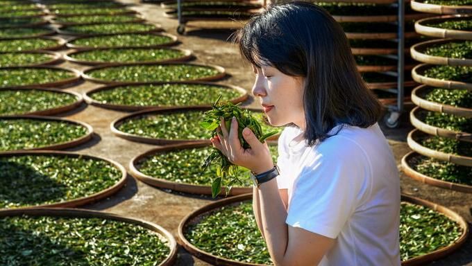有关于第四届美人茶开茶节即将开幕，闽南大田带着这件农产品走进上海的最新消息