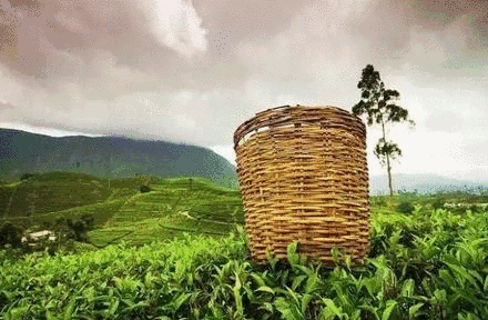 关于“一带一路”十周年,湖北重现“东方茶港”辉煌,出口值全国第三的信息(1)