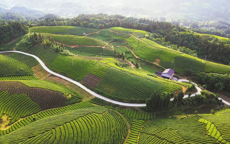 关于“一带一路”十周年,湖北重现“东方茶港”辉煌,出口值全国第三的信息(5)