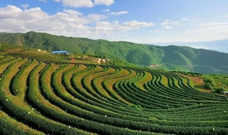 有关于临沧沧源:生态茶林正芳菲的消息