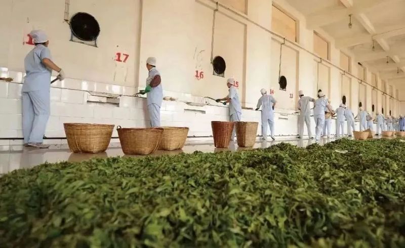 有关于临沧沧源:生态茶林正芳菲的消息(3)